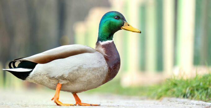 Male duck with green head walking in summer park